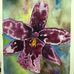 Nicole Ward Brown Watercolors - Facebook