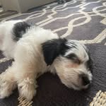 Burton - @burtonbdawgward - Instagram