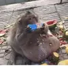 ewa - @edward.chiang - TikTok