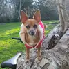Princess - @wardsgood - TikTok