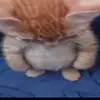Eggward Higgins - @eggwardhiggins - TikTok