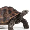 Dr_Tortoise - @jimmy_the_tortoise - TikTok