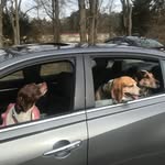 Rhonda Warner Robinson - @love4mydawgs - Instagram
