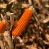 Warren Acres - @warren_acres - TikTok