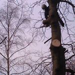 Warren Collier - @leedstreeservices - Instagram