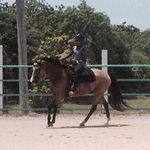 Warren Hanson - @cihsrescueproject - Instagram