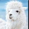 warrendavidhartley - @llamabrotherjustcause - TikTok