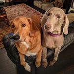 Warren Haynes Prendergast - @warrenhaynesthedog - Instagram