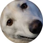 Warren Lynn - @lazyhuskystudio - Instagram