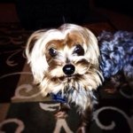 Oakley Warren🐶 - @oakley_warren - Instagram