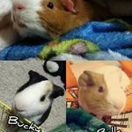 Warren Olson Piggies - @the_6_little_piggies - Instagram