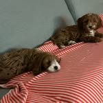 Warren Peters - @warrenpeters3780 - Instagram