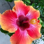 Warren Phelps - @gardentime26 - Instagram