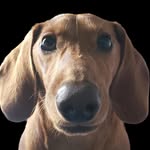 Herr Gunther von Schmusen (Warren) - @herrgunthervonschmusen - Instagram