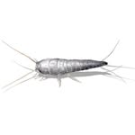 Warren Silverfish - @warrensilverfish - Instagram