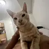 WarrenSims - @xascrapnumx - TikTok