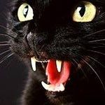 Warren Slaughter - @warcat59 - Instagram