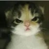 ^^Warren^^ - @warrenswift - TikTok