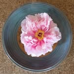 The Warrenton Garden Club - @warrentongardenclub - Instagram