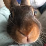 Rupert - @wellerwabbitwarren - Instagram
