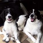 Mallie - @wiley.sutton.onwarren - Instagram