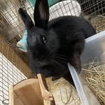 Non-profit/non-kill rescue - @windwhistlewarren - Instagram