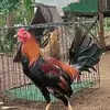 Warren Yee Crisostomo - @warren.yee.crisos - TikTok