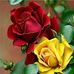 Waseem Raja - Facebook