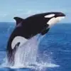 washingtonwhitewhales - @washingtonwhitewhales - TikTok