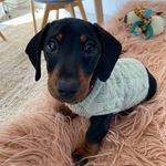 Watson Smith - @watson_the_dachshund21 - Instagram