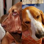 Bagel & Waylon - Baker Hound Bros - @bagelnwaylonhoundbros - Instagram