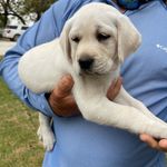 Waylon 🐾 🐾 - @waylon_white_english_lab - Instagram