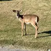 WaylonTheWhiteTail - @waylonthewhitetail - TikTok