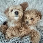 Louie and Wayne Arsenault - @louieandwayne - Instagram