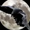 Wayne Babineau - @wayne.babineau2 - TikTok