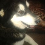 Wayne belton - @bellender321 - Instagram