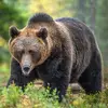 Wayne Bearman - @wayne.bearman - TikTok
