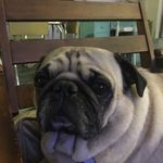 @bosleywaynewrightcarnley - Instagram