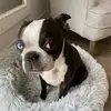 Bruce Wayne - @brucewaynebostonterrier - TikTok