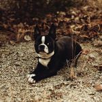 Bruce Wayne the Boston - @brucewaynethebostonterrier - Instagram