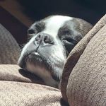 Bruce Wayne the Boston Terrier - @brucewayne922 - Instagram