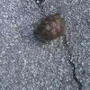 Troy Wayne Boston - @troy.wayne.boston - TikTok