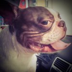 Wayne Boston Terrier - @waynethebostonterrier - Instagram