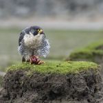 Wayne - @waynebracephotography - Instagram