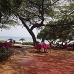 Wayne Brooks - @waynebrooks1960 - Instagram