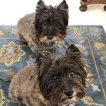 Sherry - @wayneandmaggiecairns - Instagram