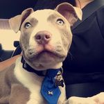 Blucifer Wayne Cantu - @bluciferwayne - Instagram