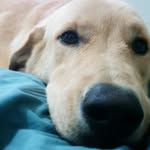 Bruce Wayne - Cão Labrador - @brucewaynelabrador - Instagram