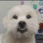 Bruce Wayne - O cão - @brucewaynelhasa - Instagram