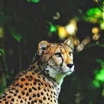 Wayne Cardoza - @layne2o24 - Instagram